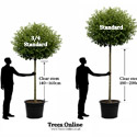 Prunus Lusitanica Angustifolia 3/4 standard Vs standard
